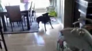 Dog Hates Birthday Song