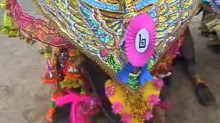 Best Most Amazing Thailand Water Buffalo Beauty Contest; Flintstones style