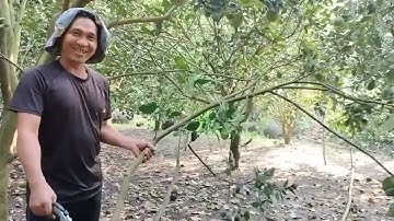 Cách tỉa cành, tạo tán cho cây bưởi da xanh.