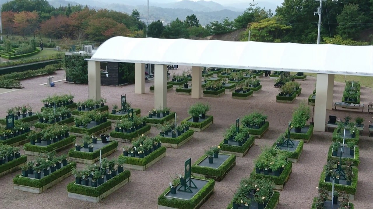 泉南 大阪 秋の イングリッシュローズ バラ ガーデン プランツセンターとガーデン全体 Youtube