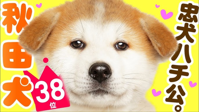 秋田犬新聞 人気の兄弟に 妹 が誕生 Youtube