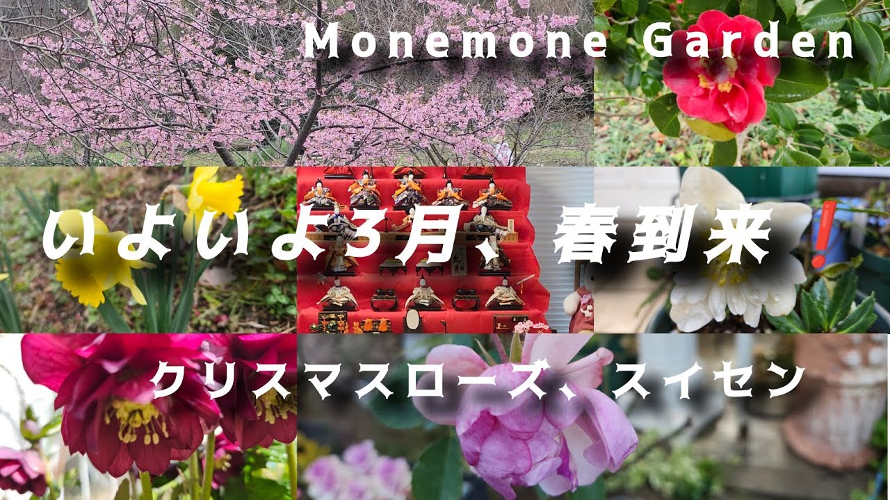 《いよいよ3月、春到来❗》いろいろななものが芽吹き、春の訪れを感じさせてくれる☆クリスマスローズ、水仙など♡