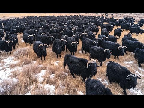 Video: De ce gospodarii au capre?