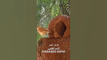 هل تصدق أن هذا ليس فرنا طينيا بل هو عش بناه هذا الطائر الذكي 
