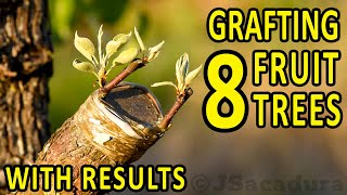 GRAFTING 8 FRUIT TREES - with RESULTS | Plum, Almond, Pear, Apple, Nectarine, Fig, Peach and Olive