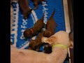 Bedlington terrier puppies Grandmothers in action の動画、YouTube動画。