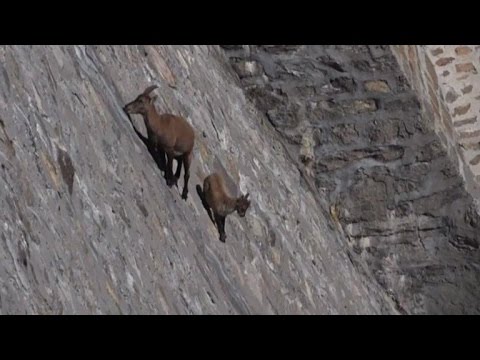 Un Bouquetin Champion D Escalade Sur Un Barrage En Italie Youtube