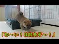 柴犬まめ 初めて自力でケージの外に出た日