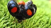 ナミテントウ 二つ星 てんとう虫 Youtube