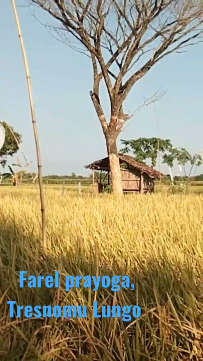 Farel prayoga, Tresnomu Lungo - 3