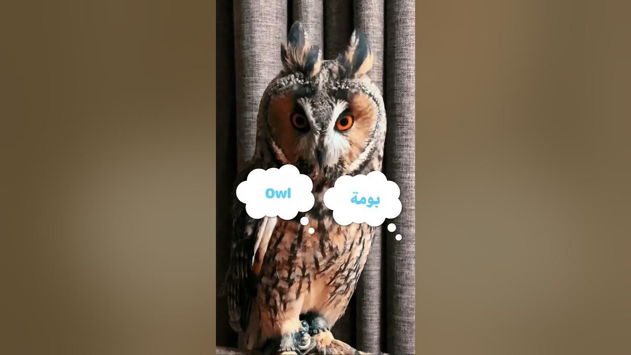 What Does Owl Mean In Lebanese Arabic Dialect levantine learnarabic what-does-owl-mean-in-lebanese-arabic-dialect-levantine-learnarabic