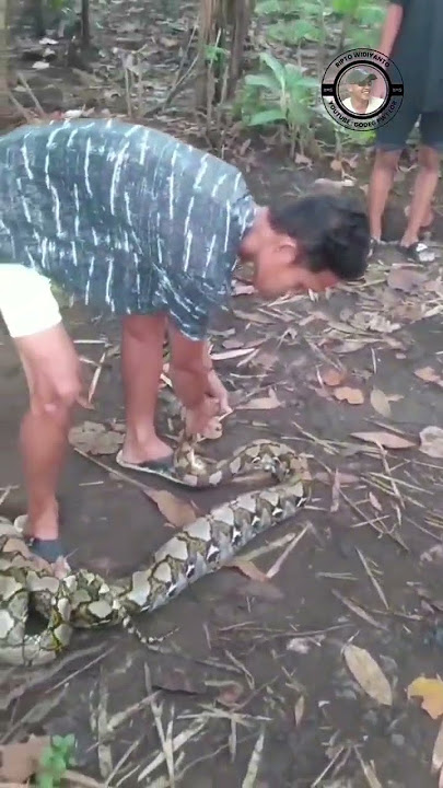 PENANGKAPAN PITON PEMANGSA ITIK Eps.1 #ularpiton #pemangsa #shortsviral #shot @godegbms
