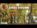 Forest Birds Chirping, Autumn Leaves Falling Down, Beautiful Nature Sounds help Relaxing or Sleeping