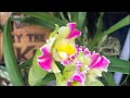 Unboxing orchids for sale 12524 the time is tentative