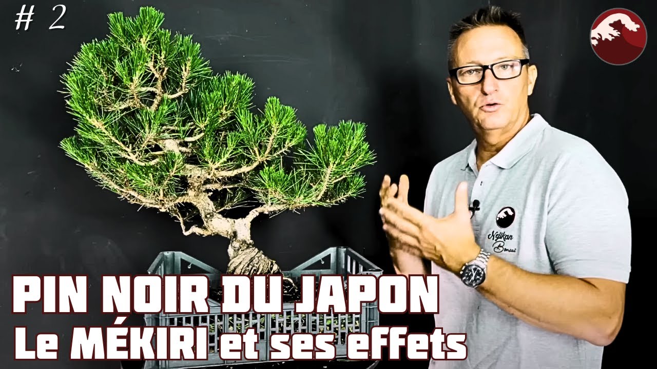МЕКИРИ НА ЯПОНСКОЙ ЧЕРНОЙ СОСНЕ 🌱 НЭДЖИКАН БОНСАЙ 🌱