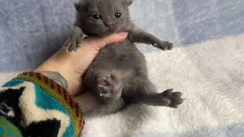 Video 3636581: british longhair cat kittens, british longhair black kitten, british shorthair blue kitten, color british