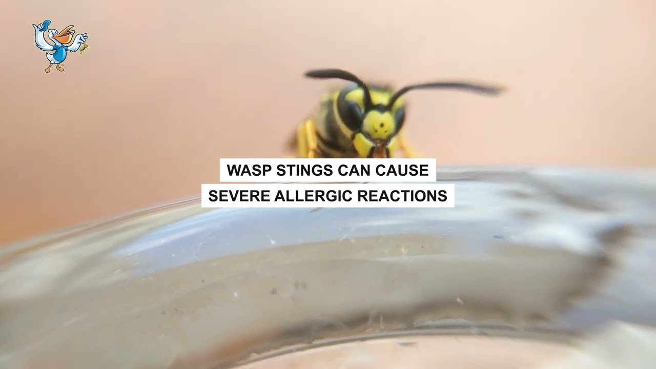 Effective Wasp Control Services in Baton Rouge, LA | Pelican Pest Control