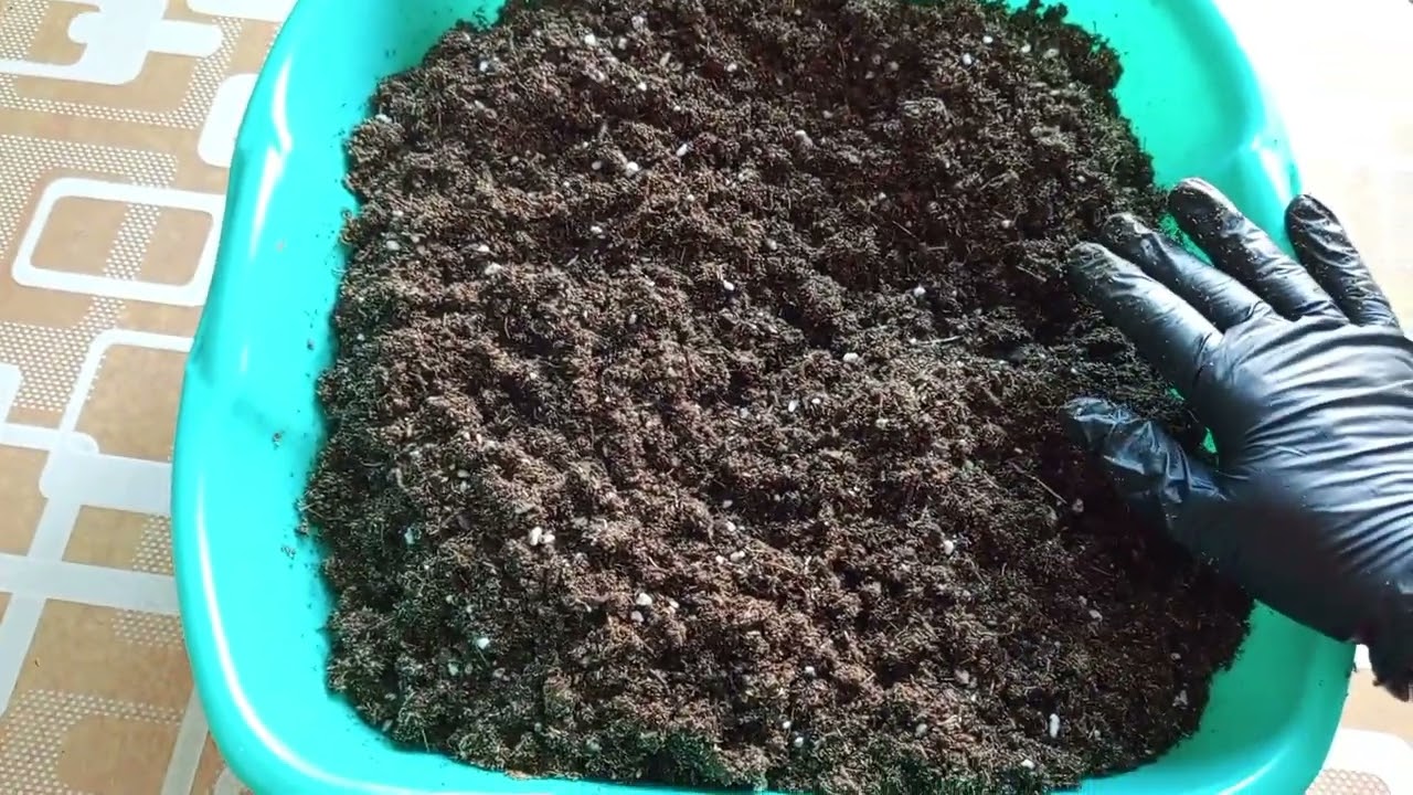 Готовлюсь к черенкованию корейских хризантем.