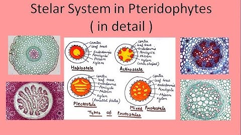 Stelar System in Pteridophytes in detail ( hindi and english ) |For B.Sc. and M.Sc. | By Jyoti Verma