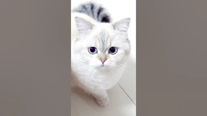 Video 11226611: cats catlover cute funny, cat cute amazing funny