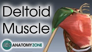 Deltoid Muscle Anatomy Anatomyzone