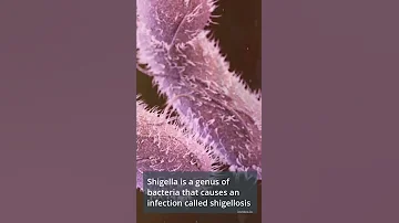 Shigella Bacteria Shorts 