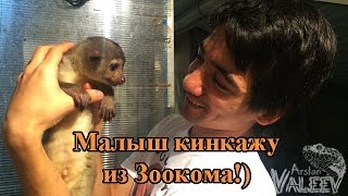 Разводной малыш кинкажу