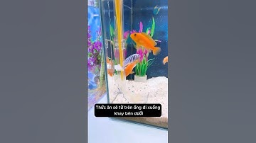 Cho cá ăn tiết kiệm và sạch nước với dụng cụ ống cho cá ăn #aquarium #youtubeshorts