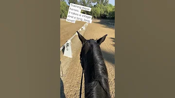 I Love Training Horses But It Really Does Take A Village And A Long Long Time 
