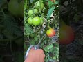 🍅🔥 The Tomato Pruning Secret That Doubles Your Harvest! #shorts #tomato #gardeningtips #gardening