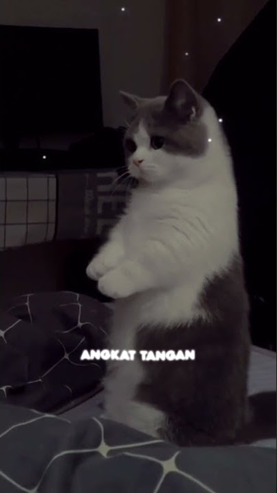 story' wa mulai sak Iki tak setel cuek poll