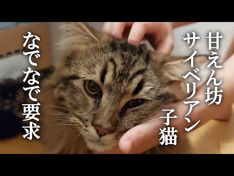 洗面台の下のサイベリアン子猫のなでなで要求が可愛すぎる！　こんなのエンドレスや…