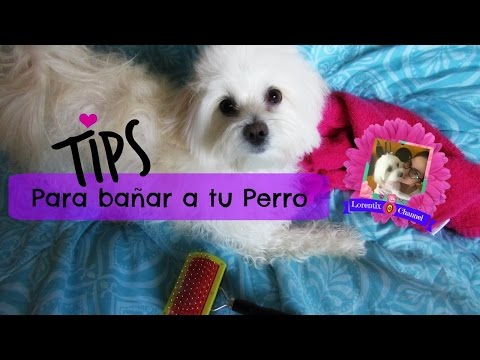 DIY Porta bolsas para el popo de tu perro, coton de tulear I Lorentix 