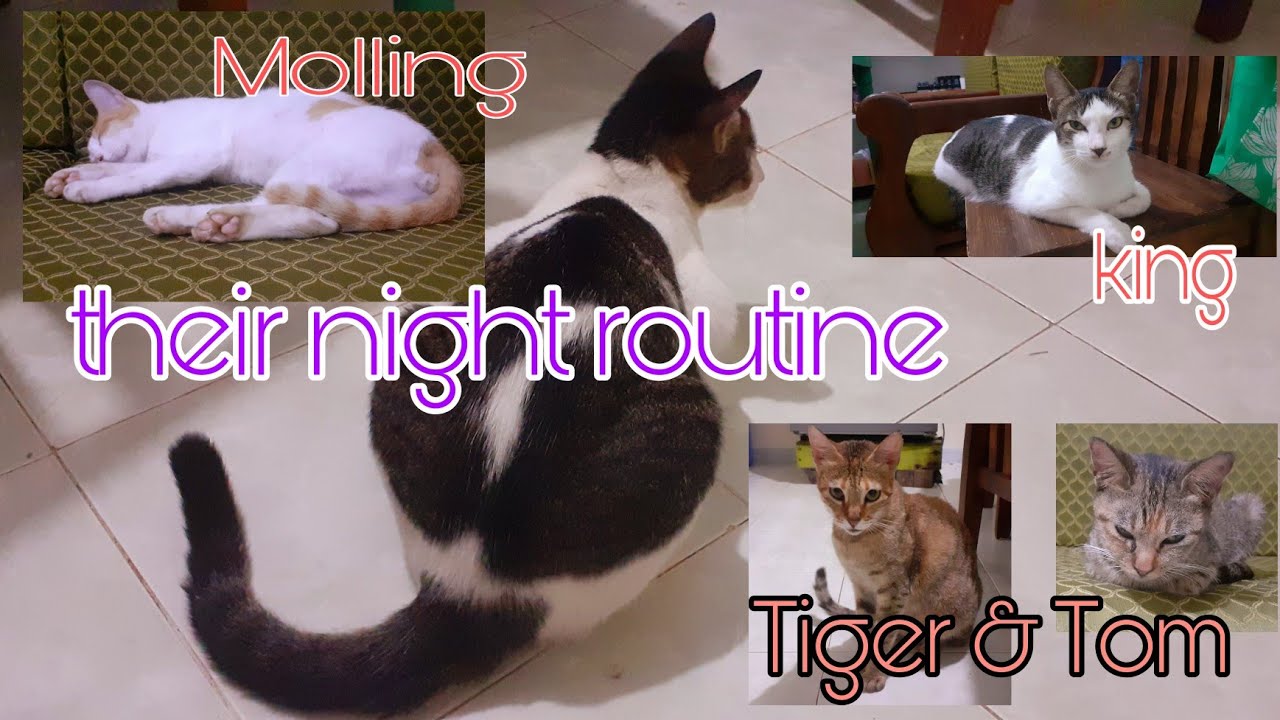 My cats routine at night - YouTube