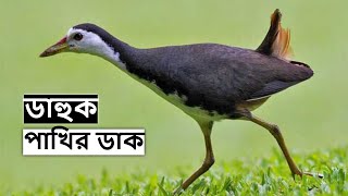 ডাক পাখির Best ডাক | Dahuk Pakhir Dak | Waterhen Sound | Jal Murgi Awaz | Ruak Ruak mp3@wildindiamit