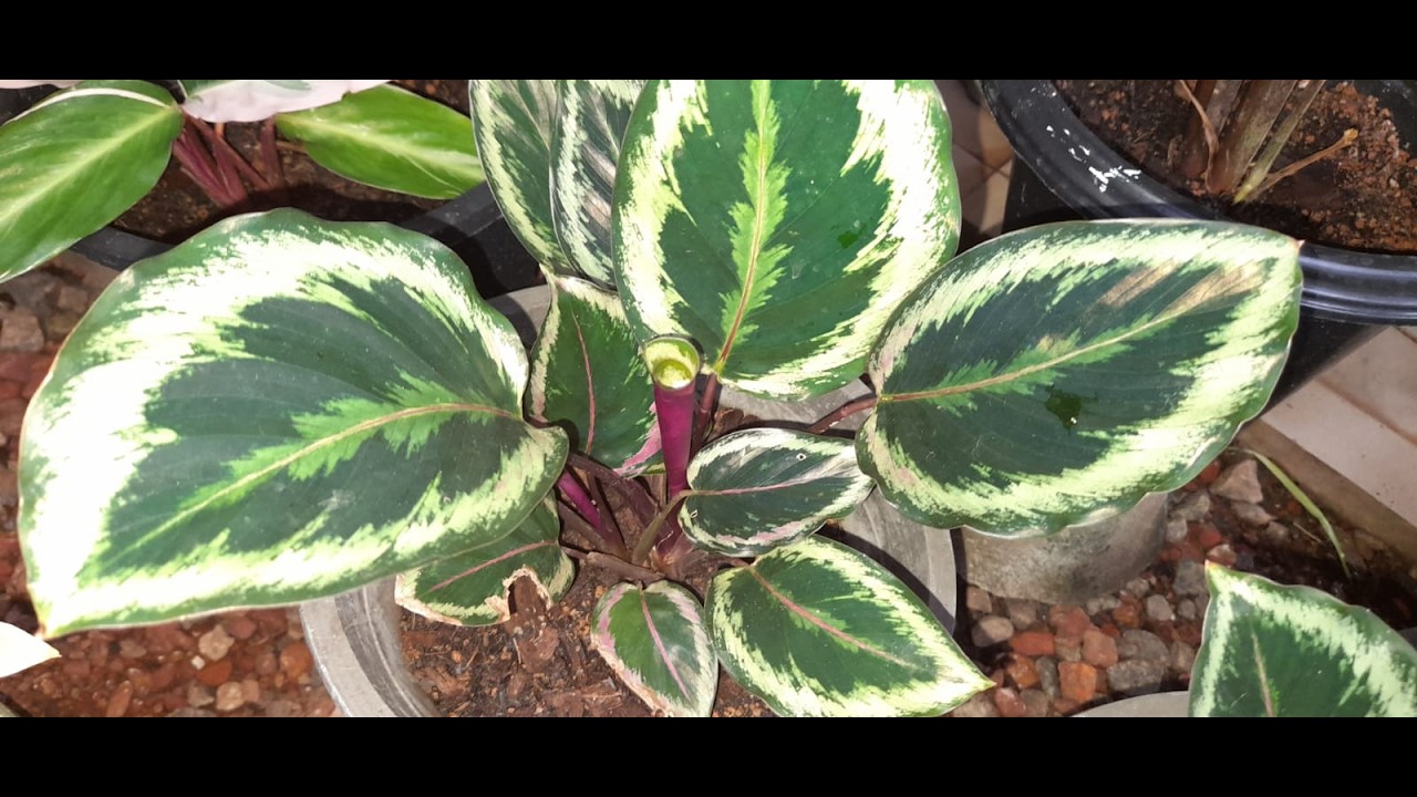 කැලතියා වර්ග හඳුනා ගනිමු.