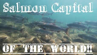 Snorkeling with Salmon in Campbell River | Salmon Capital of the World!