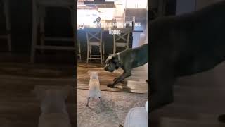 Chihuahuas Playing With Cane Corso 😂 #Caninecompanionship #Canecorso #Chihuahua