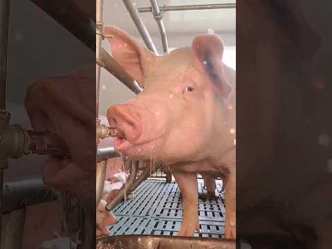 خنزير طلي بطه حيوانات خروف سنفور قرد ماعز نعجة 