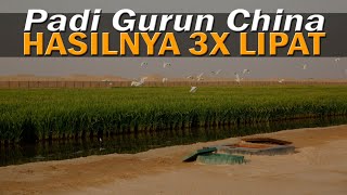 China's Desert Rice Farming Technology! Plant without seedlings. Harvest 3x