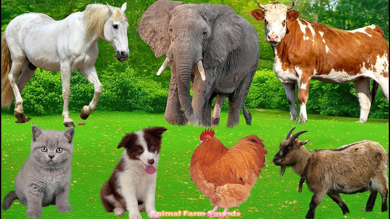 Cute Farm Animals: Chicken, Rabbit, Pig, Duck, Sheep, Goat, Cow, Dog – Animal Video