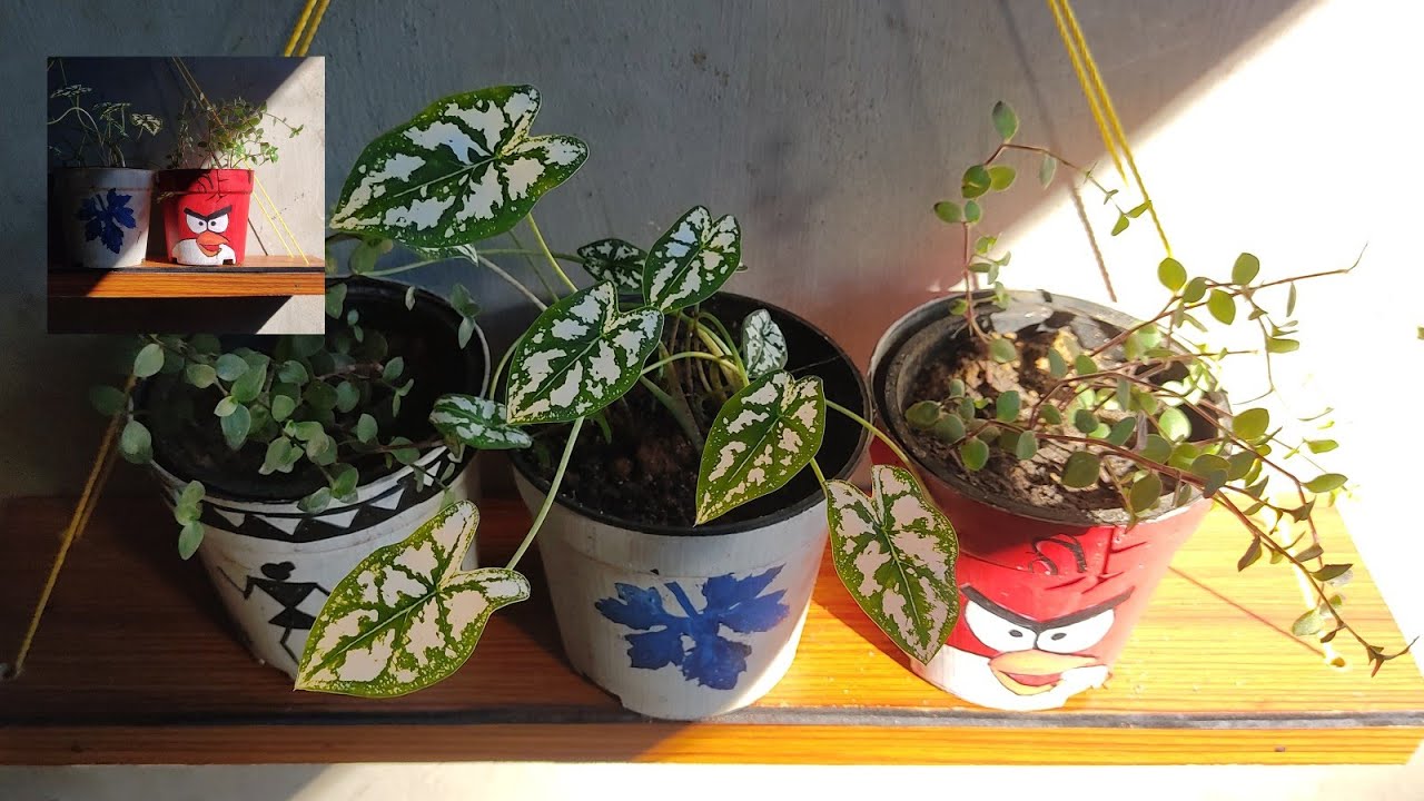 Plant on the Wall | small room make over craft | Easiest wall garden