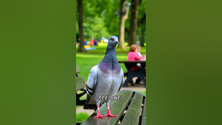 Fun facts of pigeons  #funnyvideo #animals