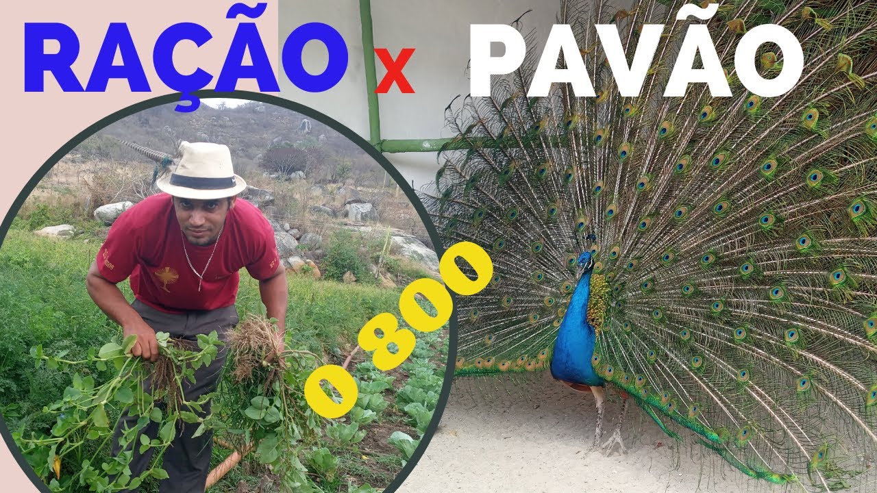 RAÇÃO PARA AVES PAVÕES  x Como criar PAVÕES?