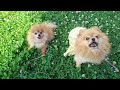 Pomeranian girls Senni and Senna  🐶🌞🐶