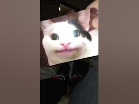 кот белуга - YouTube