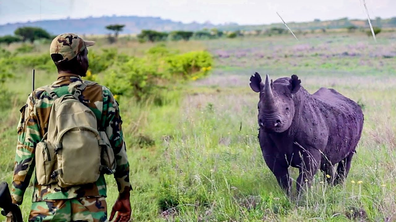 CHARGED BY BLACK RHINO!! Game Drive in South Africa