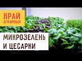 Микрозелень и цесарки | «Край аграрный»