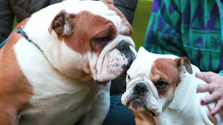 AKC – English Bulldog by Will-r 7,817 views 2 years ago 3 minutes, 21 seconds