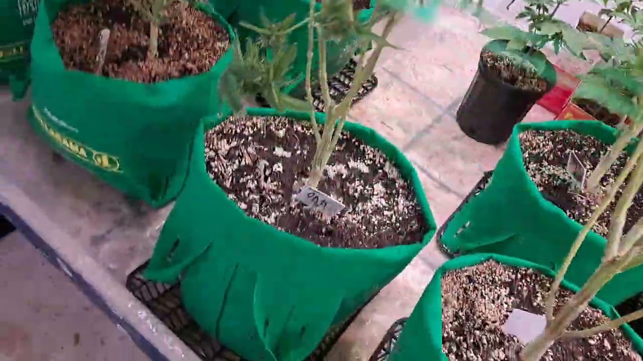 day 58 flower lots of fall colors